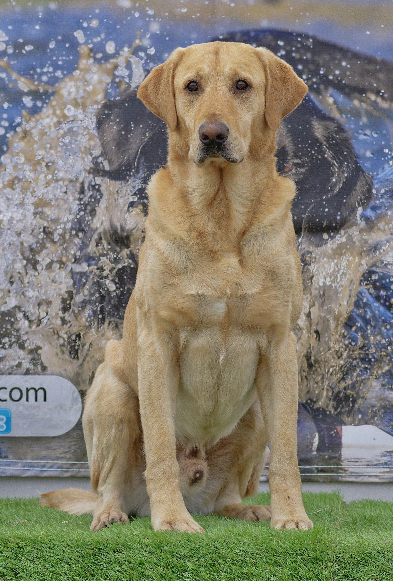 Studs — High Desert Retrievers